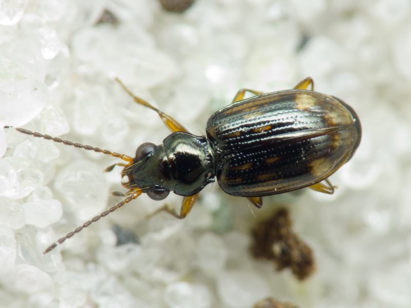Bembidion (Trepanes) octomaculatum (Goeze, 1777)